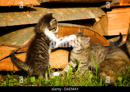 Chat domestique, le chat domestique (Felis silvestris catus), f. deux chatons jouant à l'Allemagne, sur pilotis en bois Banque D'Images