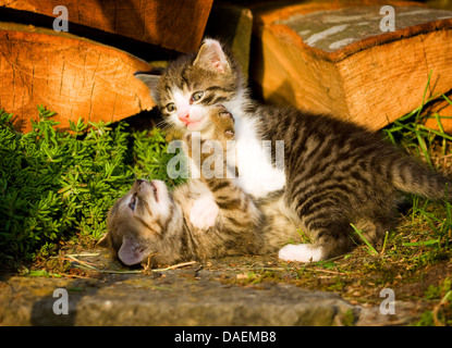 Chat domestique, le chat domestique (Felis silvestris catus), f. deux chatons jouant à l'Allemagne, sur pilotis en bois Banque D'Images
