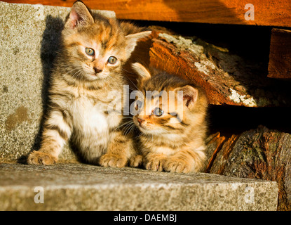 Chat domestique, le chat domestique (Felis silvestris catus) f., 4 semaines deux chaton assis sur les escaliers, Allemagne Banque D'Images