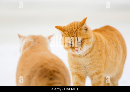 Chat domestique, le chat domestique (Felis silvestris catus) f., deux chats à poil rouge séance dans la neige , Allemagne Banque D'Images