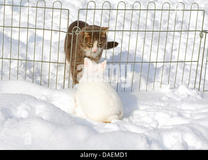 Chat domestique, le chat domestique (Felis silvestris catus). f, avec blanc bunny dans la neige à une clôture, Allemagne Banque D'Images