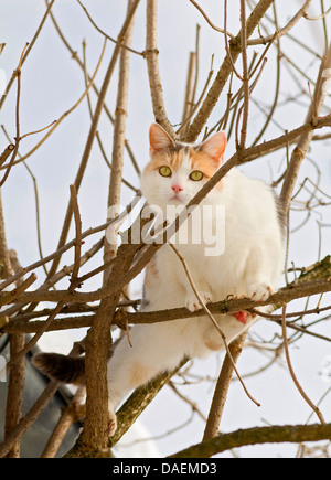 Chat domestique, le chat domestique (Felis silvestris catus). f, chat blanc sur un arbre en hiver Banque D'Images