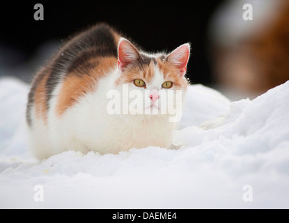 Chat domestique, le chat domestique (Felis silvestris catus). f, se faufiler à travers la neige, Allemagne Banque D'Images