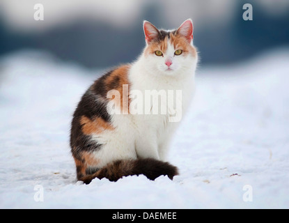 Chat domestique, le chat domestique (Felis silvestris catus), f. de couleur trois cat sitting in snow, Allemagne Banque D'Images