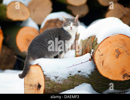 Chat domestique, le chat domestique (Felis silvestris catus). f, escalade sur slabbed les troncs des arbres, Allemagne Banque D'Images