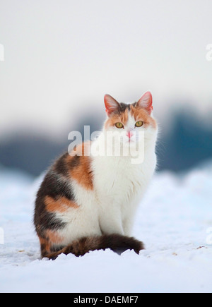 Chat domestique, le chat domestique (Felis silvestris catus), f. de couleur trois cat sitting in snow, Allemagne Banque D'Images