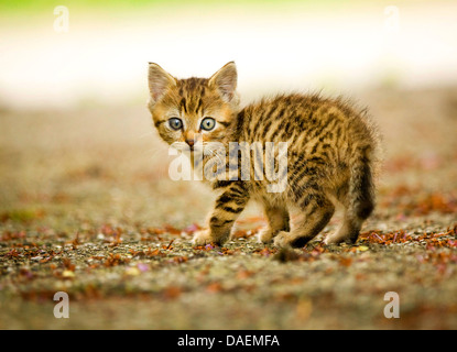 Chat domestique, le chat domestique (Felis silvestris catus). f, chaton sur le terrain à la recherche autour de, Allemagne Banque D'Images