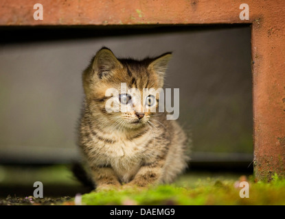 Chat domestique, le chat domestique (Felis silvestris catus). f chaton, assis dans un hideaway, Allemagne Banque D'Images