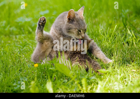 Chat domestique, le chat domestique (Felis silvestris catus), f. son lait chat Kitty et toilettage, Allemagne Banque D'Images