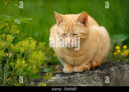 Chat domestique, le chat domestique (Felis silvestris catus), f. à rayures rouge sleepy tomcat sur un mur, Allemagne Banque D'Images