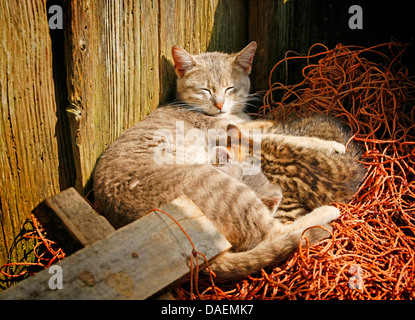 Chat domestique, le chat domestique (Felis silvestris catus) f., avec deux chaton suckling, Allemagne Banque D'Images