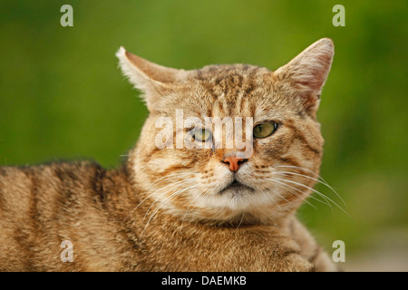 Chat domestique, le chat domestique (Felis silvestris catus). f, vieille brown striped tomcat, Allemagne Banque D'Images