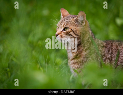 Chat domestique, le chat domestique (Felis silvestris catus). f, brown striped tomcat dans un pré, Allemagne Banque D'Images