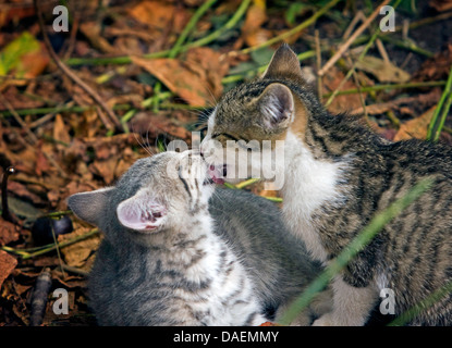 Chat domestique, le chat domestique (Felis silvestris catus) f., deux smootching chaton, Allemagne Banque D'Images