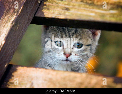 Chat domestique, le chat domestique (Felis silvestris catus). f, gris chaton à une clôture, Allemagne Banque D'Images