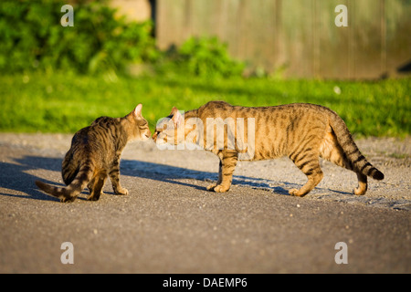 Chat domestique, le chat domestique (Felis silvestris catus) f., deux chat debout sur un chemin et l'humage, Allemagne Banque D'Images