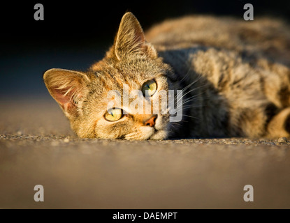 Chat domestique, le chat domestique (Felis silvestris catus). f, allongé détendu sur le terrain, Allemagne Banque D'Images