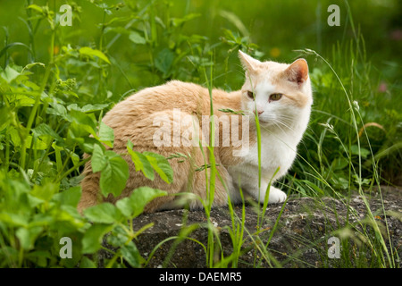 Chat domestique, le chat domestique (Felis silvestris catus) f., assis sur un rocher dans un pré, Allemagne Banque D'Images