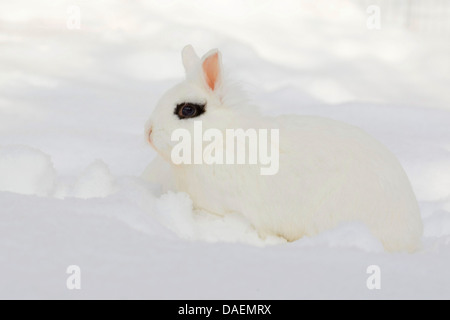 Lionhead rabbit (Oryctolagus cuniculus f. domestica), blanche avec fleck à l'œil assis dans la neige, Allemagne Banque D'Images