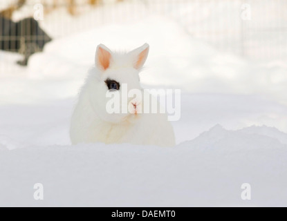 Lionhead rabbit (Oryctolagus cuniculus f. domestica), lapin blanc avec l'oeil à fleck assis dans la neige, Allemagne Banque D'Images