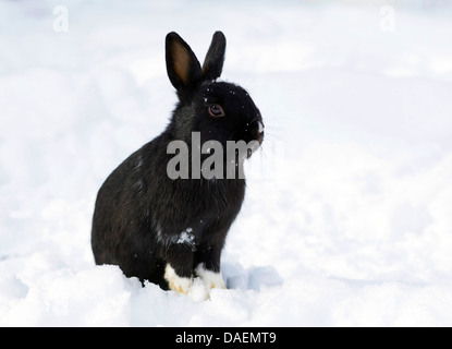 Netherland Dwarf (Oryctolagus cuniculus f. domestica), black rabbit assis dans la neige, Allemagne Banque D'Images