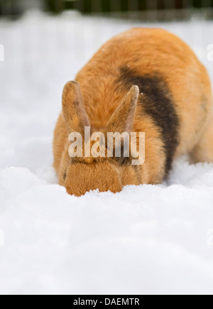 Lapin nain (Oryctolagus cuniculus f. domestica), à la recherche de nourriture dans la neige, Allemagne Banque D'Images