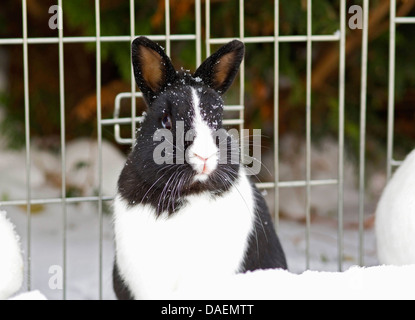 Lapin nain (Oryctolagus cuniculus f. domestica), noir et blanc lapin assis en face d'une clôture dans la neige, Allemagne Banque D'Images