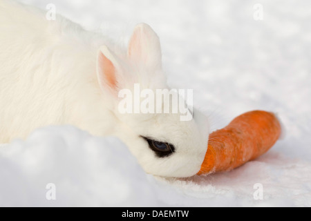 Lionhead rabbit (Oryctolagus cuniculus f. domestica), assis dans la neige et de grignoter une carotte Banque D'Images