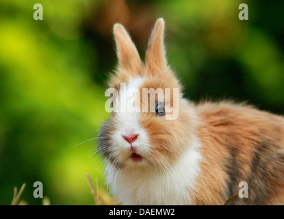 Lionhead rabbit (Oryctolagus cuniculus f. domestica), juvénile, Allemagne Banque D'Images