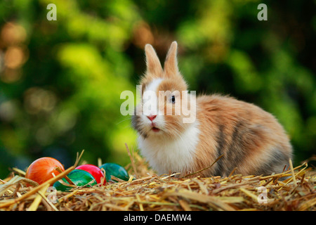 Lionhead rabbit (Oryctolagus cuniculus f. domestica), assises sur des peintes de couleurs vives avec des oeufs de poule, Allemagne Banque D'Images