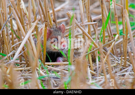 Hamster commun, black-bellied grand hamster (Cricetus cricetus), mineur dans un champ de chaume sur loess, Allemagne, Rhénanie du Nord-Westphalie Banque D'Images