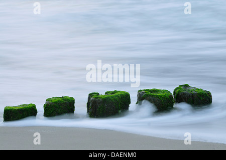 Les eaux de la mer Baltique s'écoule autour des poteaux épi recouvert d'algues, de l'Allemagne, Mecklembourg-Poméranie-Occidentale Banque D'Images