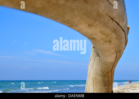 Un morceau de bois flotté à la plage de la mer Baltique, Allemagne Banque D'Images