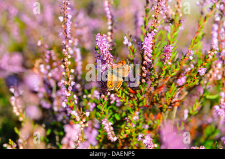 Petit cuivre (Lycaena phlaeas phlaeas), Chrysophanus, assis sur la bruyère en fleurs, Allemagne Banque D'Images