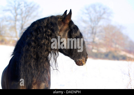 Cheval frison (Equus caballus przewalskii f.), sur un étalon snowcovered paddock, Allemagne Banque D'Images