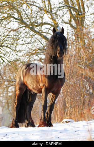 Cheval frison (Equus caballus przewalskii. f), étalon avec une longue crinière debout sur un snowcovered paddock, Allemagne Banque D'Images