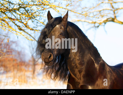 Cheval frison (Equus caballus przewalskii. f), étalon en hiver sur un paddock, Allemagne Banque D'Images