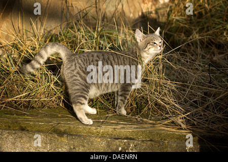 Chat domestique, le chat domestique (Felis silvestris catus. f), debout sur un mur de pierre entre les brins d'herbe, Allemagne Banque D'Images