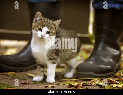 Chat domestique, le chat domestique (Felis silvestris catus). f chaton, debout au pied d'une personne portant des bottes en caoutchouc, Allemagne Banque D'Images