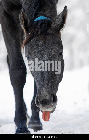 Wuerttemberger Baden-Wuerttemberger Wurttemberger,,, Baden-Wurttemberger (Equus przewalskii f. caballus), jeune étalon gris poussant l'out, Allemagne Banque D'Images