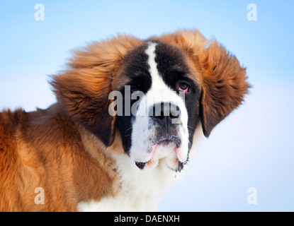 Saint Bernard Le Chien (Canis lupus f. familiaris), dragonnet, portrait dans la neige, Allemagne Banque D'Images