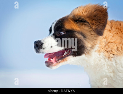 Saint Bernard Le Chien (Canis lupus f. familiaris) dragonnet, tournant à travers la neige, Allemagne Banque D'Images