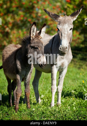 L'âne domestique (Equus asinus asinus. f), poulain debout à côté de sa mère dans un pré, Allemagne Banque D'Images