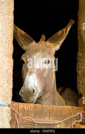 L'âne domestique (Equus asinus asinus. f), à la recherche d'une porte de grange à moitié ouverte, Allemagne Banque D'Images