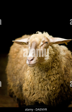 Le mouton domestique (Ovis ammon f. bélier), debout dans la porte de la grange, Allemagne Banque D'Images