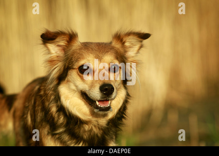 Dog (Canis lupus f. familiaris), demi-longueur portrait dans la lumière du soir en face de reed , Allemagne Banque D'Images