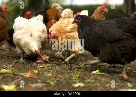 Les oiseaux domestiques (Gallus gallus f. domestica), les poules en liberté et de patte de bec pour nourrir, Allemagne Banque D'Images