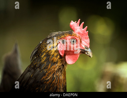 Les oiseaux domestiques (Gallus gallus f. domestica), portrait d'un noir-brun hen, Allemagne Banque D'Images