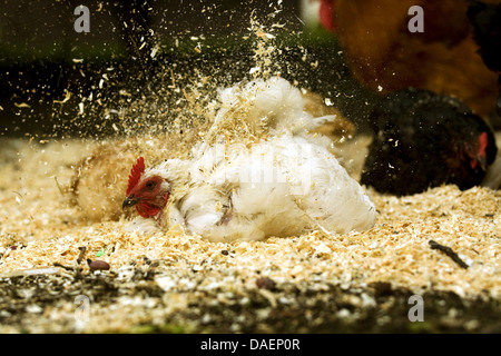 Les oiseaux domestiques (Gallus gallus f. domestica), poule blanche avec baignoire poussière à copeaux de bois frais, Allemagne Banque D'Images