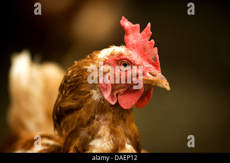 Les oiseaux domestiques (Gallus gallus f. domestica), portrait d'une couleur brun-rouge, Hen, Allemagne Banque D'Images